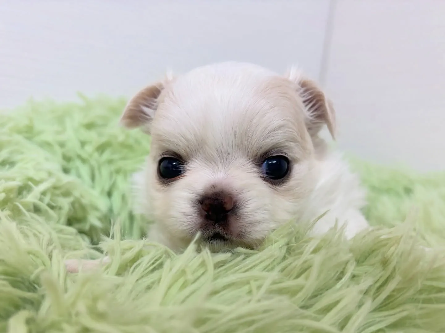 チワワ(ロング)男の子