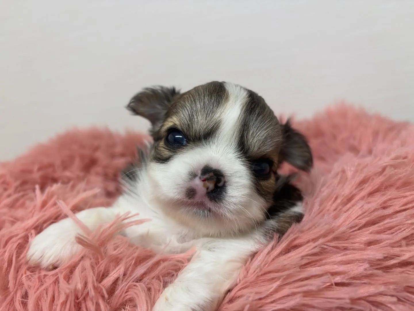 チワワ(ロング)女の子