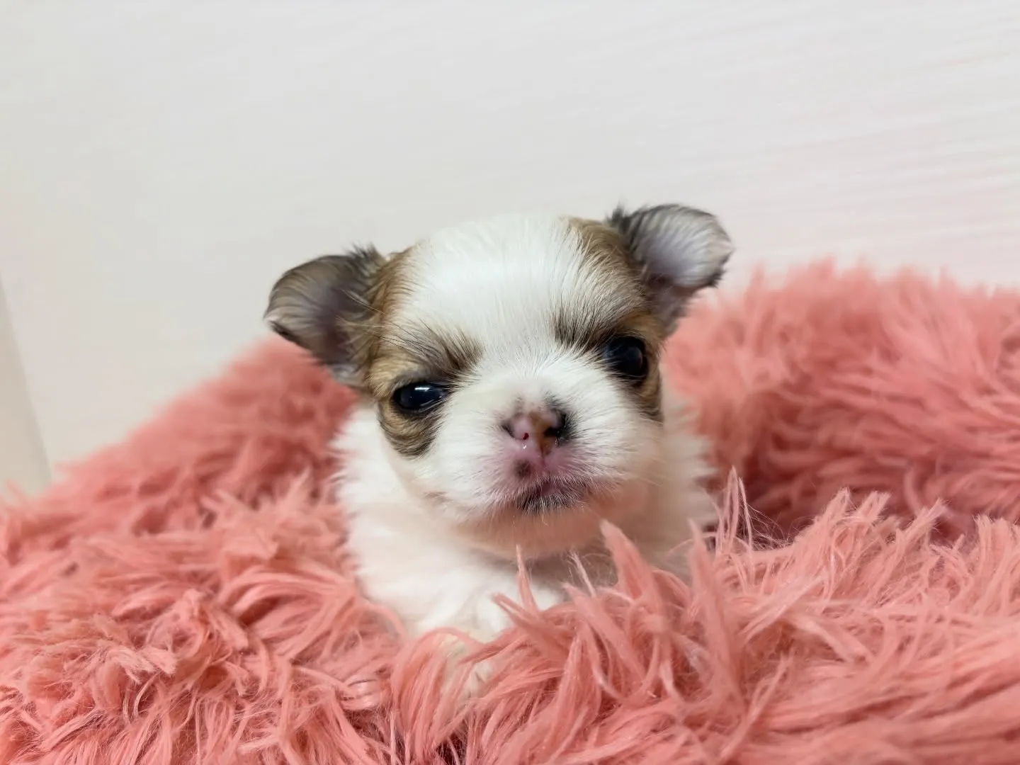 チワワ(ロング)女の子